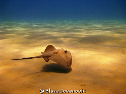 Mediterranean stingray hovers over the sandy bottom of La... by Blaza Jovanovic 